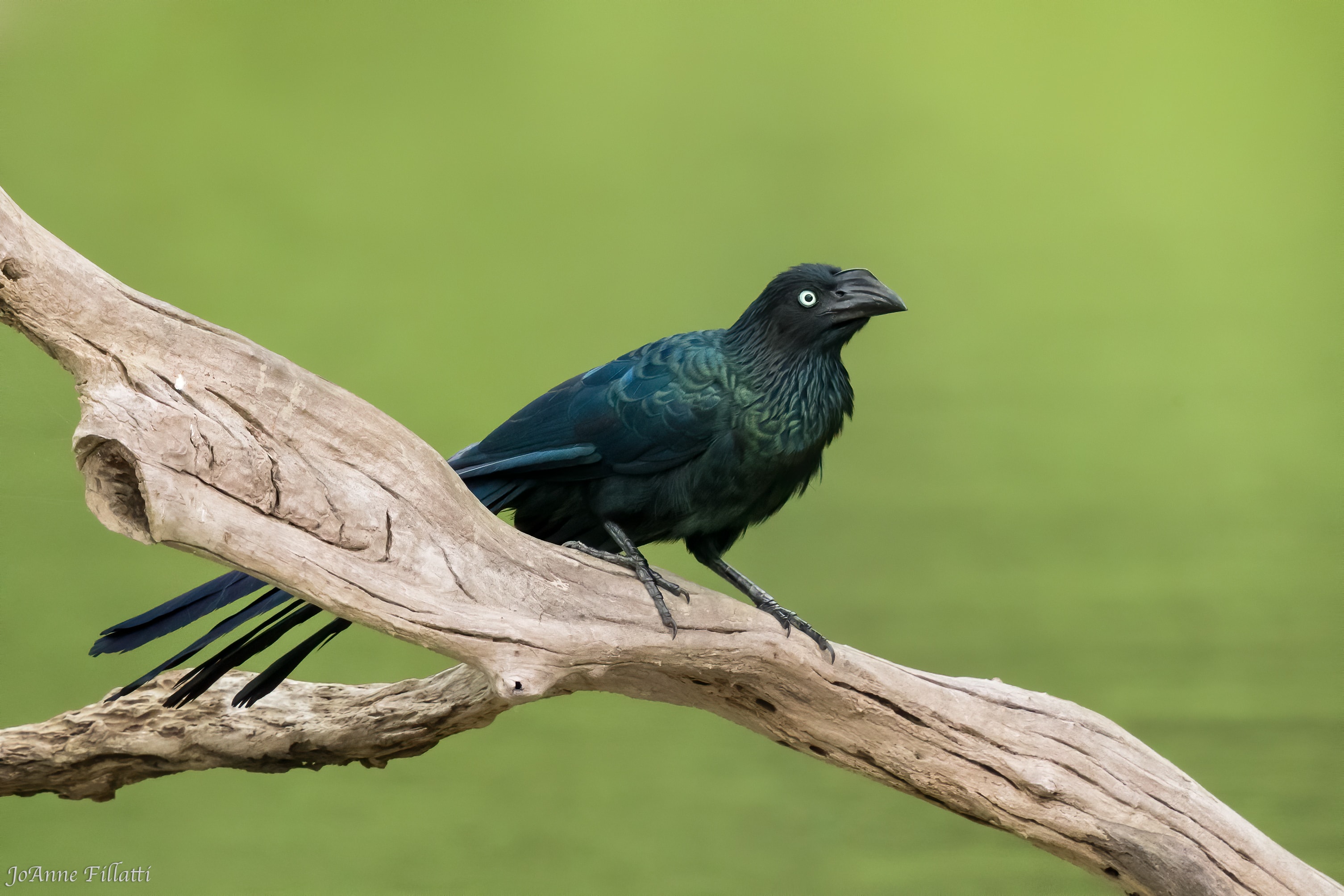 bird of peru image 2